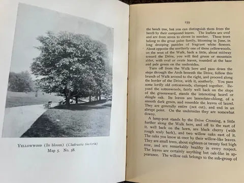 Open spread from Peet's book showing a yellowwood tree photograph and facing text describing nearby specimens